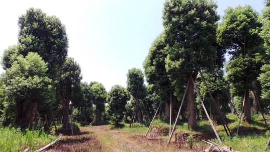 野生樟树抢救性移栽