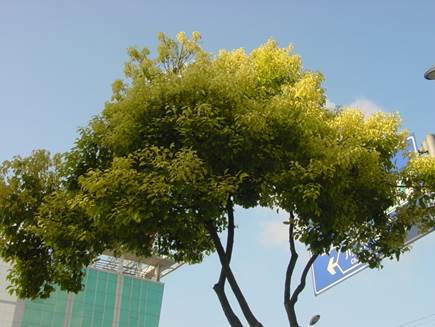 樟树黄化病